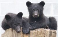 north island recovery .jpg