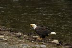 bald-eagle qualicum beach bc