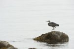 blue heron qualicum beach